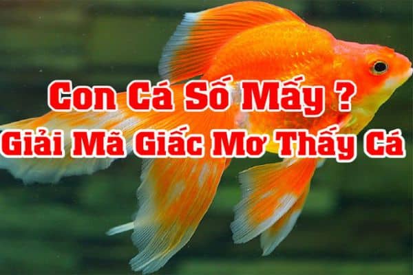 Giải mã giấc mộng thấy cá